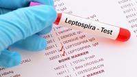 Leptospirosis Outbreak Hits Jamaica After Hurricane Melissa, Cases Rise Sharply