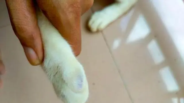 6 Potret Kucing Kena Tinta Pemilu Ini Bikin Tepuk Jidat, Ada Saja Tingkahnya