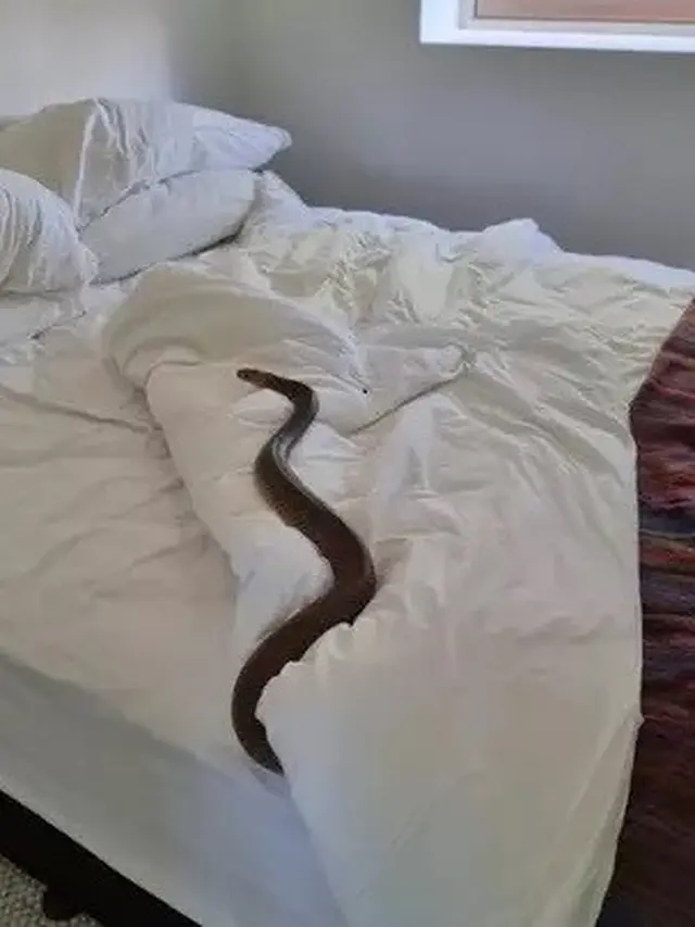 Ular Berbaring di Kasur