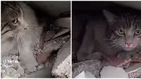 Viral Penyelamatan Kucing dari Reruntuhan Gempa Turki. (Sumber: Twitter/@abierkhatib)