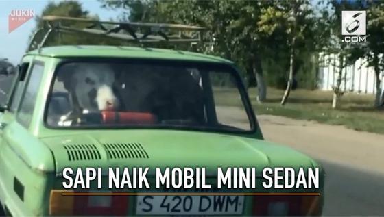 VIDEO: Aneh tapi Nyata, Sapi Naik Mobil Mini Sedan