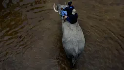 Pawang menaiki gajah sebelum memandikannya di sungai kawasan Conservation Response Unit (CRU) Desa Naca, Trumon Tengah, Aceh Selatan, Jumat (19/6/2020). BKSDA Aceh memiliki 32 ekor gajah jinak di Pusat Latihan Gajah (PLG) dan CRU untuk menangani konflik satwa. (CHAIDEER MAHYUDDIN/AFP)