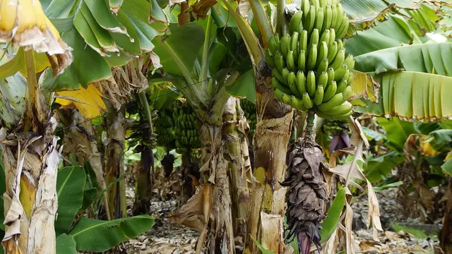 Ciri-ciri Pohon Pisang