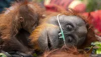 DPR Soroti Kerusakan Habitat Orangutan Akibat Kebakaran Hutan