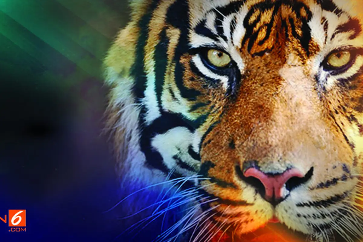 banner grafis Harimau Bonita