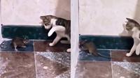 Kucing dan tikus (Sumber: TikTok/parettejaydansuzzy)