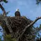 Elang Pembuat Sarang Terbesar di Antara Seluruh Spesies Burung, Ini Faktanya