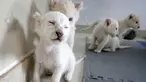 Anak singa putih kembar empat bermain satu sama lain di Taman Safari Hutan Nantong di Kota Nantong, provinsi Jiangsu, China timur, Senin (21/12/2020). Empat anak singa putih yang semuanya jantan, tersebut lahir pada 6 November 2020 lalu. (Photo by STR / AFP)