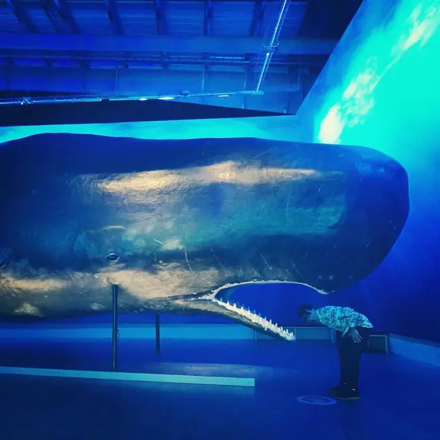 Pameran Paus Terbesar di Dunia Ada di Islandia.