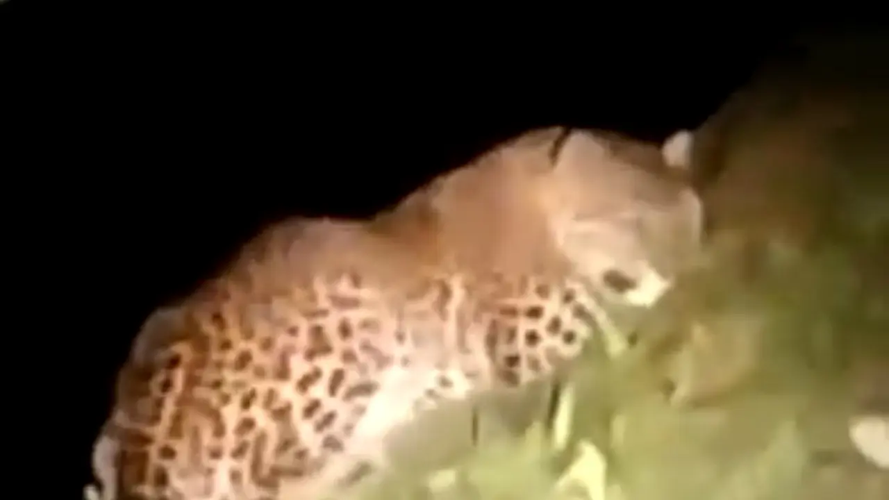 Penampakan Macan Tutul di kawasan destinasi wisata Air Terjun Telunjuk Raung (Istimewa)