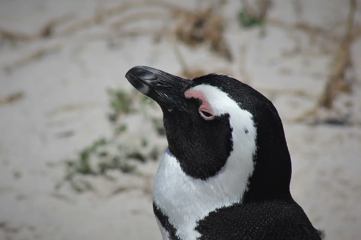 Penguin Jackass