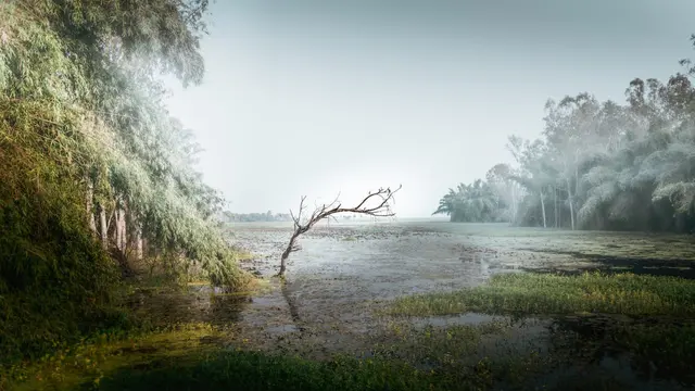 Wetland
