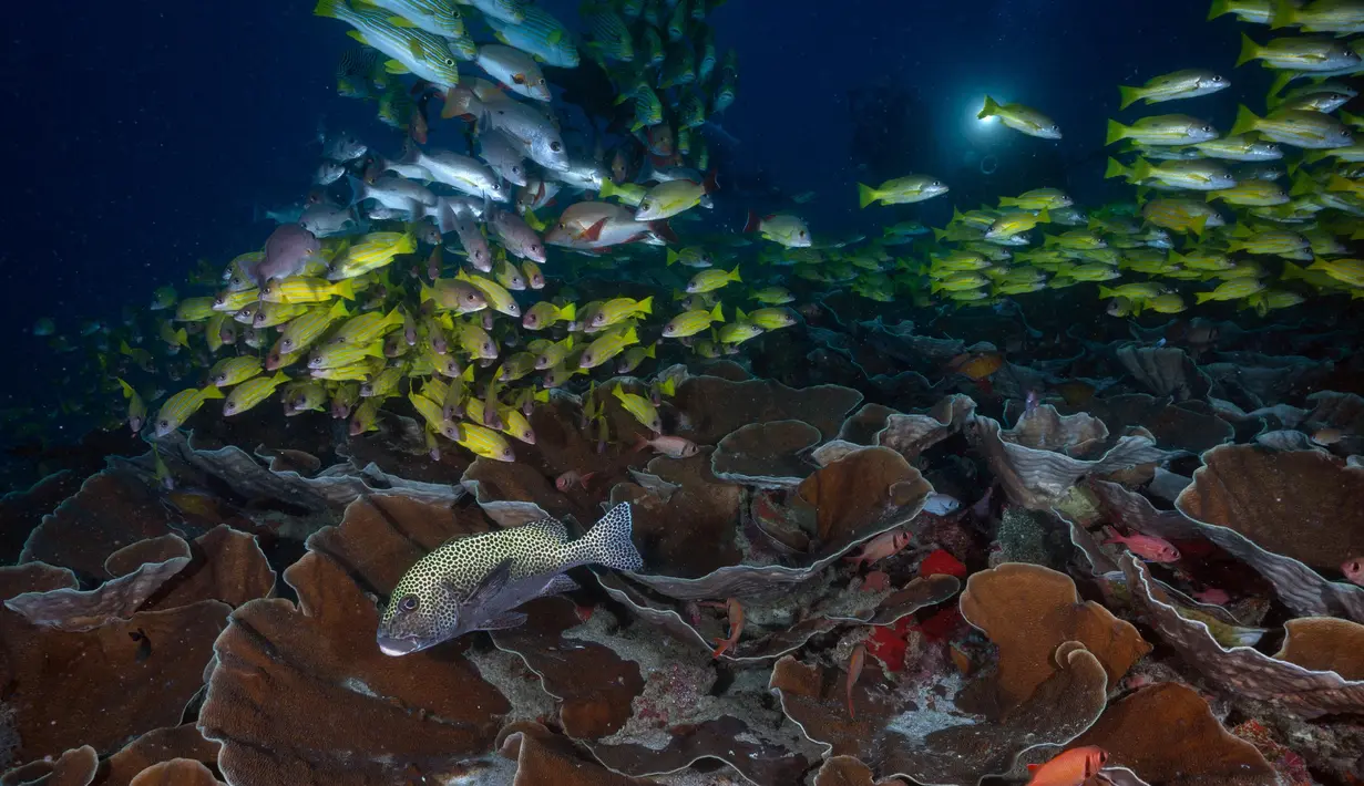 Gerombolan ikan kakap biru dan ikan kakap oriental di perairan Kabupaten Raja Ampat, Papua Barat, Indonesia Timur, 5 November 2023. (Lillian SUWANRUMPHA/AFP)