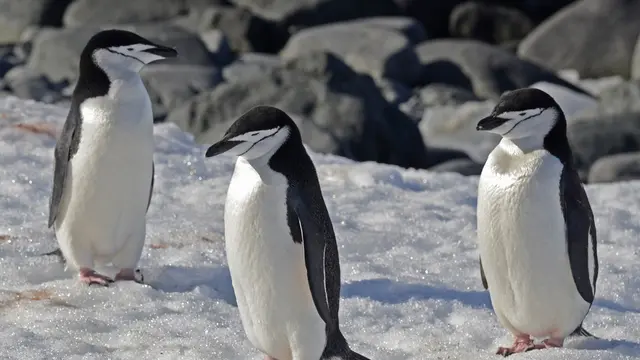 Penguin