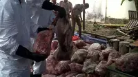 Pemusnahan Daging Babi di Cilegon