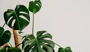 Tanaman Monstera. (dok. Unsplash/Annie Spratt)
