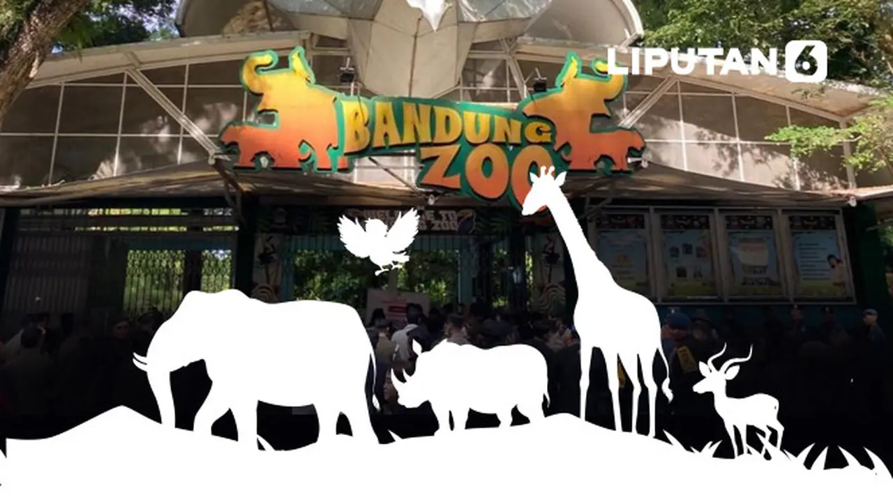 Banner Infografis Izin Dicabut Kemenhut Nasib Satwa hingga Karyawan Bandung Zoo.