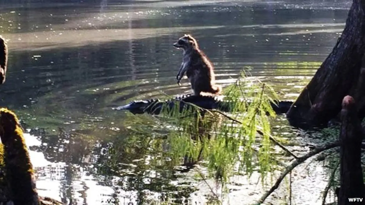 Rakun menunggangi punggung buaya