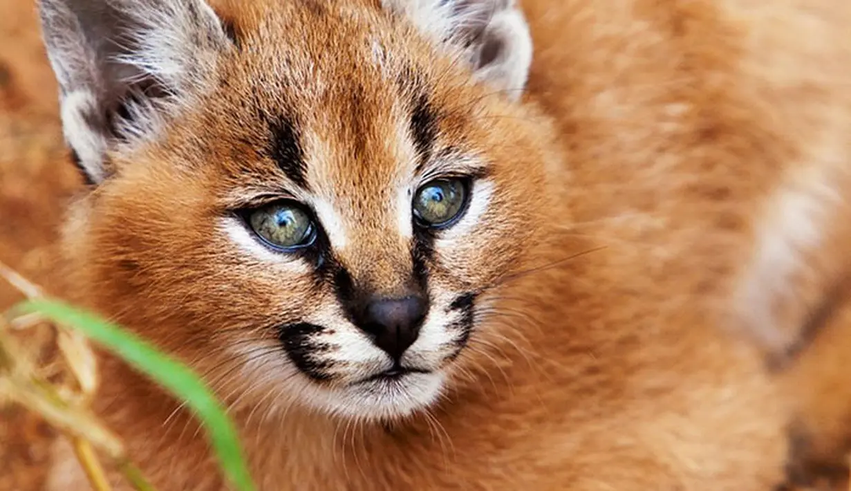 Imutnya, Kucing Caracal Mirip Rubah Ini Dianggap Kucing Emas - Photo ...