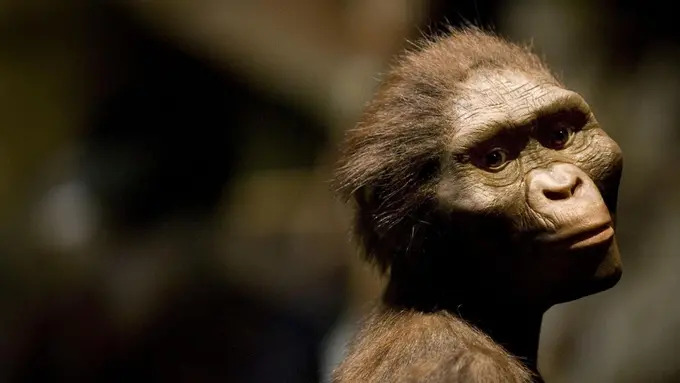 Siapa Lucy Si Australopithecus dan Mengapa Obama Menyentuhnya?