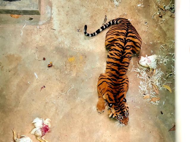 Perjalanan Pulang Harimau Sumatera Sri Nabilla Ke Habitat Alaminya Lifestyle Liputan6 Com