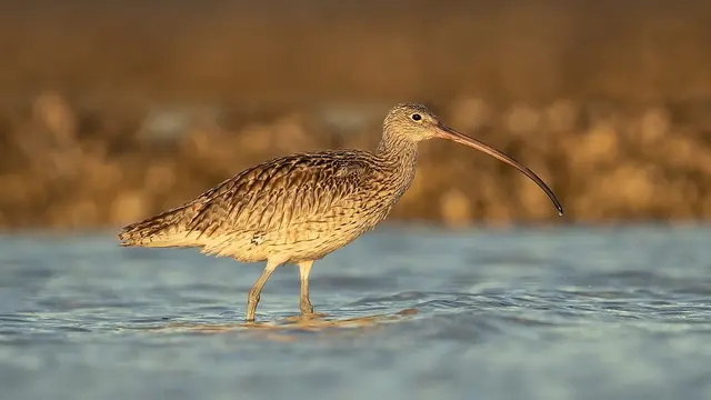 10 Burung dengan Paruh Terpanjang di Dunia, dari Lurus bak Pedang Sampai Bengkok