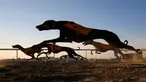 Anjing Arab jenis Saluki berpacu saat mengikuti Festival Unta Mazayin Dhafra di dekat kota Madinat Zayed, Abu Dhabi (26/12). Lomba balap anjing Saluki ini memeriahkan festival unta tersebut. (AFP Photo/Karim Sahib)