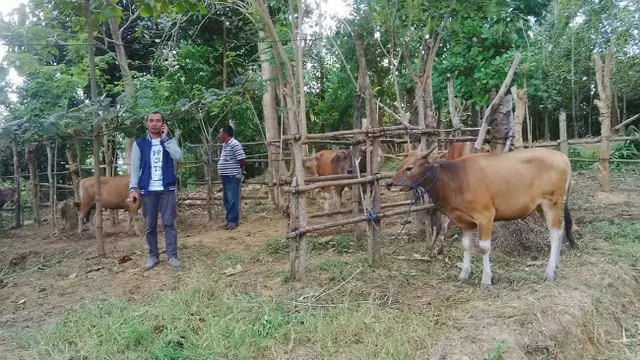 Bocah SD di Kendari Bikin Narkoba dari Kotoran Sapi