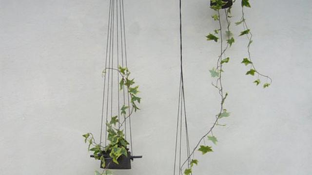 3 Ide Membuat Taman Di Dinding Untuk Rumah Dengan Ruang