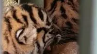 Anak harimau sumatera lahir di Sanctuary Harimau BNWS yang terletak di Batu Nanggar, Batangonang, Padang Lawas Utara, Sumut