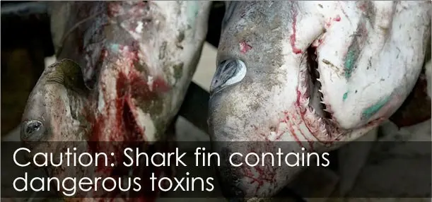 foto: sharksavers.org