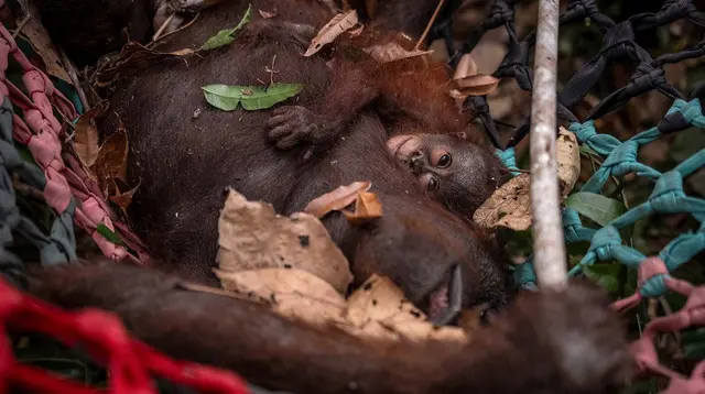 Napas Orangutan di Tengah Kepungan Asap Hutan Kalimantan