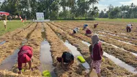 Sulap Limbah Pertanian Jadi Bernilai Ekonomi dan Turunkan Emisi