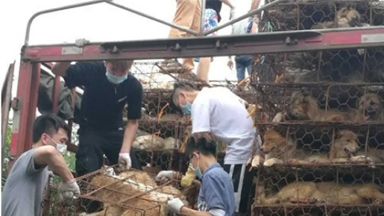 Aktivis Selamatkan 1200 Anjing yang Akan Dibantai di Festival 