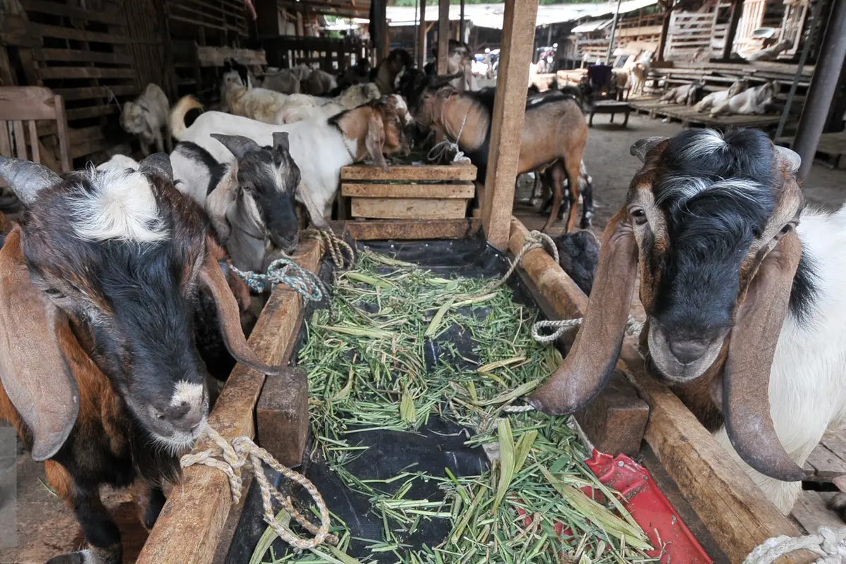 20160903-Idul-Adha-Jakarta-Qurban-YR