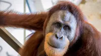 Mengenal Rocky, Orang Utan yang Mampu Meniru Ucapan Manusia