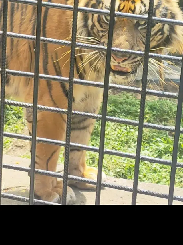 Harimau Sumatra