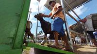 Seorang warga menggiring sapi dari kandang karantina ke kendaraan pengangkut untuk dikirim dari Sulawesi Tengah ke Samarinda, Kalimantan melalui pelabuhan Wani, Donggala, Minggu (12/6/2022). (Foto: Heri Susanto/ Liputan6.com).