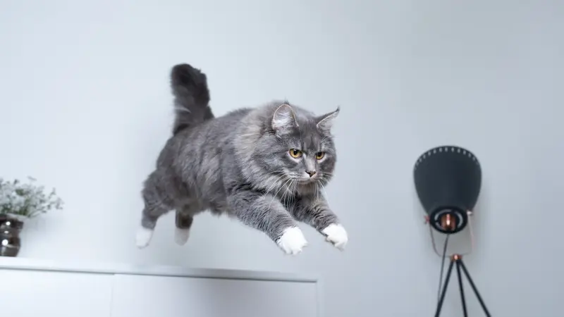 Ilustrasi kucing melompat