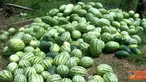 Citizen6, Riau: Masyarakat Dusun Sepadan Makmur, Desa Sei Meranti, Kecamatan Torgamba, Kabupaten Labuhan Batu Selatan, harus membayar 500 ribu untuk mengeluarkan hasil panen mereka lantaran terhalang oleh palang PT Sumatera Riang Lestari. (Pengirim: Nasir