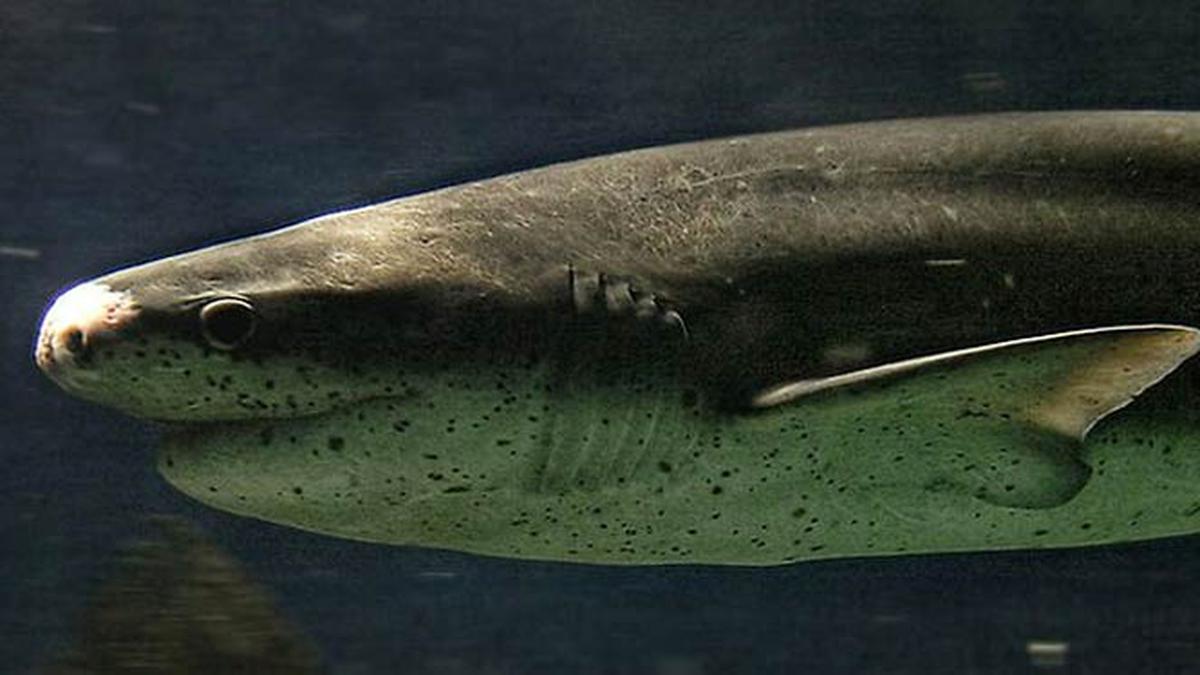 Digigit Hiu, Dokter Jahit Lukanya Sendiri Lalu Minum Bir di Pub