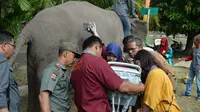 Gajah Ngatini jalani proses USG untuk melihat janin yang tengah dikandungnya. (Liputan6.com/M Syukur)