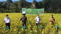 Gerakan Panen Kedelai yang dilaksanakan leh Bupati Maros, Direktur Aneka Kacang dan Umbi Kementerian Pertanian, Kepala Dinas Tanaman Pangan, Hortikultura dan Perkebunan Provinsi Sulawesi Selatan.
