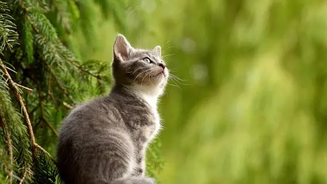 Berwajah Lucu, Tapi Kucing Ini Gemar Curi Celana Dalam dan Bra