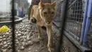 Seekor singa yang kekurangan gizi saat akan dievakuasi dari kebun binatang di Rafah, Jalur Gaza, Palestina, Minggu (7/4). Puluhan hewan dari kebun binatang di Gaza dievakuasi dalam kondisi 'menyedihkan'. (SAID KHATIB/AFP)
