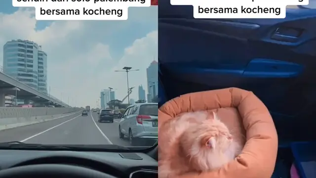 Momen kebersamaan pemudik bersama hewan peliharaannya selama mudik ke Palembang.