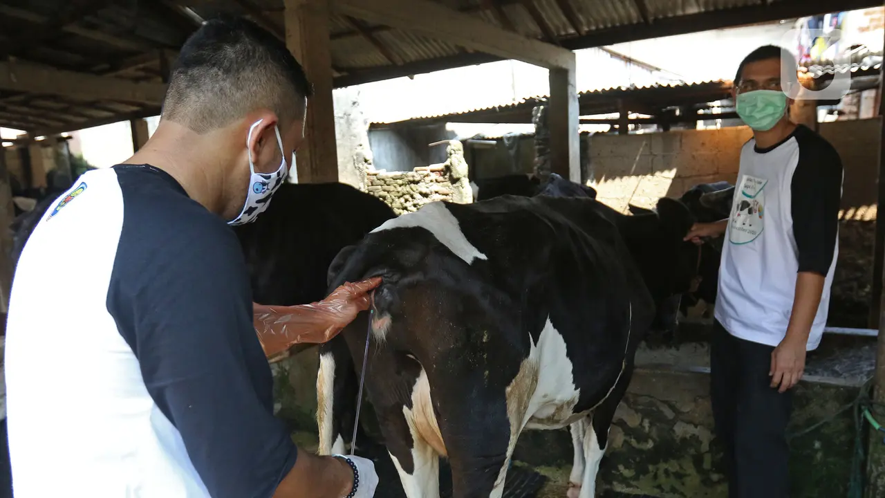 Penerapan Inseminasi Buatan untuk Peningkatan Produksi Hewan Ternak