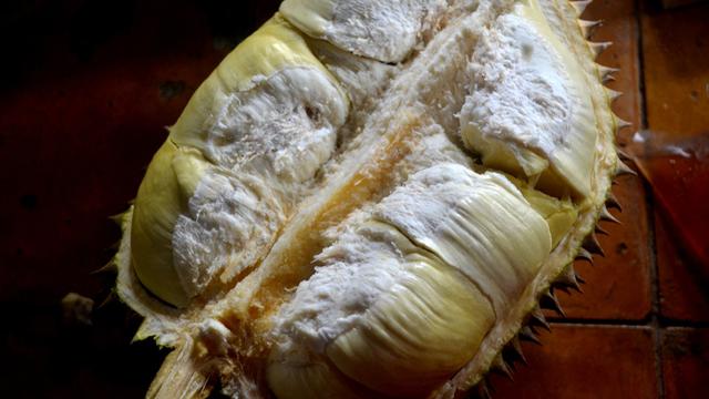 Kulitnya tipis, dagingnya tebal. Warna merah kekuningan pada daging durian cani sungguh menggugah selera. (Foto: Liputan6.com/Muhamad Ridlo)