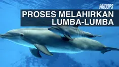 Meski darah persalinan masih terus keluar, induk lumba-lumba terus mendampingi anaknya yang baru lahir yang berenang kesana kemari.
