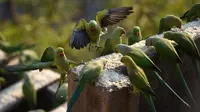 Burung-burung Parkit saat makan di rumah Joseph Sekar di Chennai, India, Jumat (17/3). Joseph Sekar telah memelihara sekitar 8000 burung parkit selama hampir 10 tahun. (AFP PHOTO / ARUN Sankar)